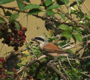 Red-backed Shrike with juveniles