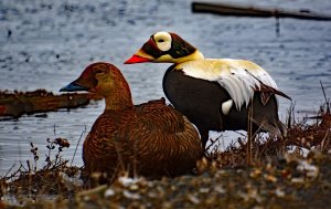 Spectacled Eider