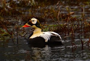 Spectacled Eider