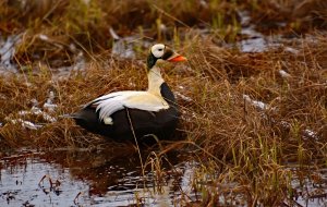 Spectacled Eider