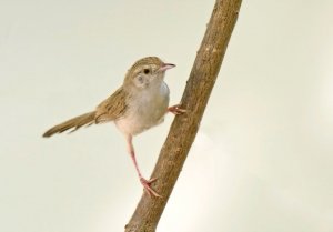 crazy prinia