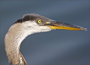 Great Blue Heron (juvenile)