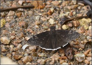 Funeral Duskywing