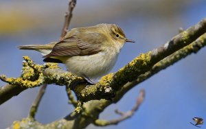 Chiffchaff