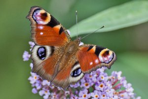 Peacock butterfly