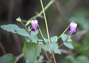 Pitcher's Leather Flower