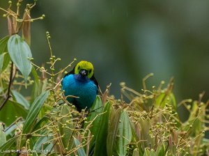 Paradise Tanager