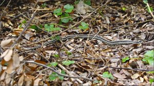 Eastern Garter Snake