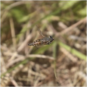 Bee Fly