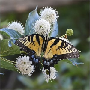 Eastern Tiger Swallowtail (female)