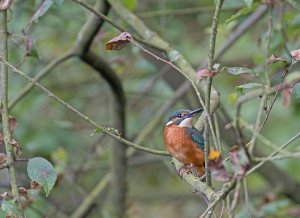 Kingfisher