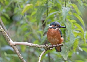 kingfisher