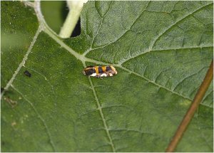 Southern Spragueia Moth