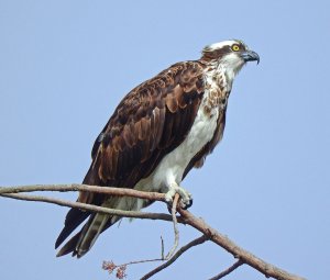 Osprey