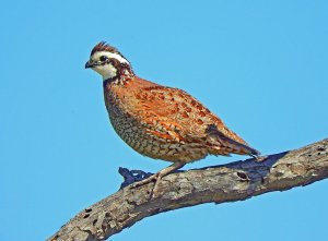 Northern Bobwhite