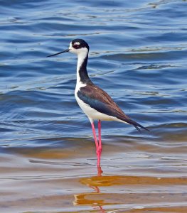 Black-necked Stilt