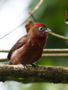 Red-crested Finch