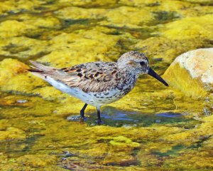 Western Sandpiper