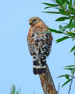 Red-shouldered Hawk