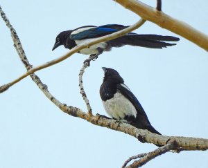 Black-billed Magpie