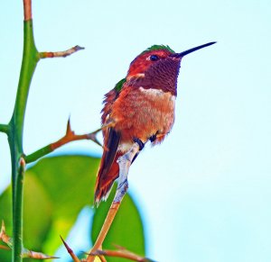 Male Allen's Hummingbird