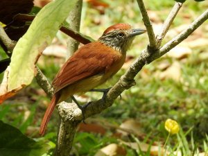 Barred Antshrike - female