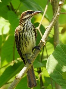 Streaked Flycatcher