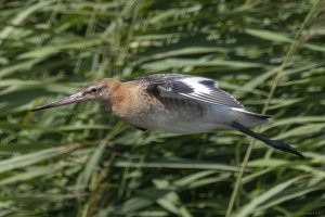 Black-Tailed Godwit