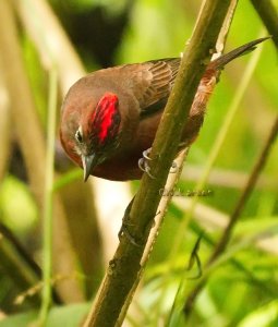 Red-crested Finch