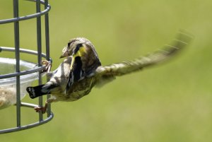 Goldfinch