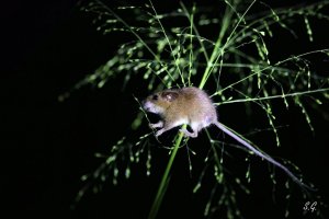 Asiatic long-tailed climbing mouse