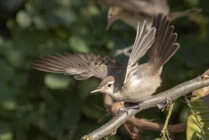 Eastern Olivaceous Warbler , Iduna pallida