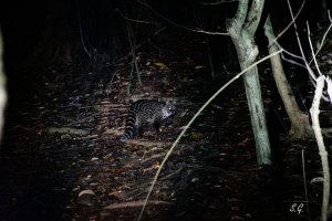 Small Indian civet