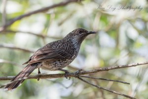 Little Wattlebird