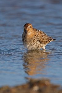 Dunlin