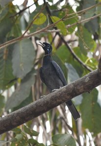 Bare-necked Fruitcrow