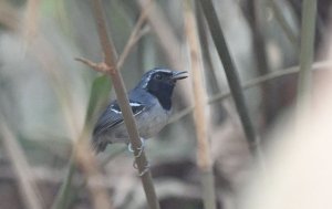 Black-faced Antbird