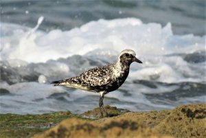 Grey Plover, Israel