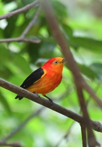 Band-tailed Manakin