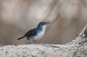 Silvered Antbird