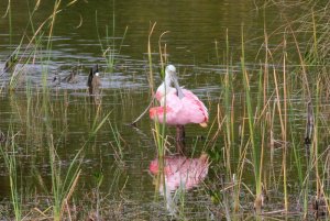 Roseate Spoonbill