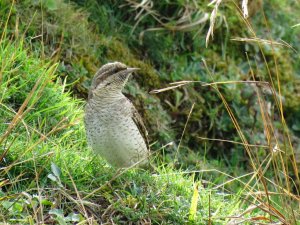 Wryneck