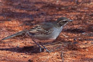 Copperback Quail-thrush