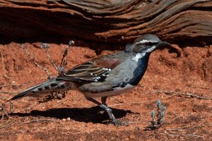 Copperback Quail-thrush