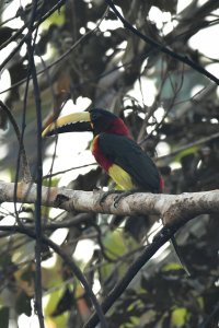 Red-necked Aracari