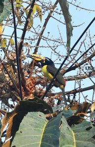 Lettered Aracari