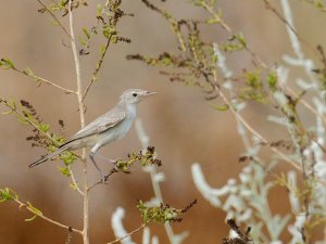 Upcher's warbler