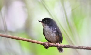 White-breasted Tapaculo