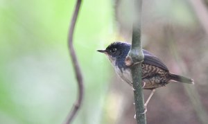 White-breasted Tapaculo