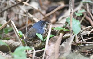 White-breasted Tapaculo